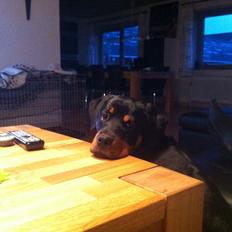 Rottweiler Molly