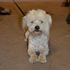 Coton de tulear Bimmer