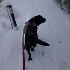 Labrador retriever Stella Nova