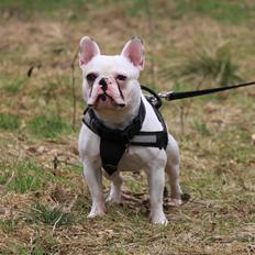 Fransk bulldog Møffe (Bjarne).