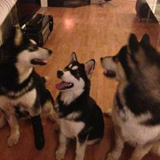 Alaskan malamute Zilke