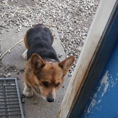 Welsh corgi pembroke Gaucho