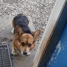 Welsh corgi pembroke Gaucho