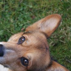 Welsh corgi pembroke Gaucho