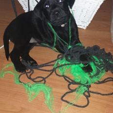 Labrador retriever Yoda