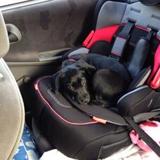 Labrador retriever Yoda