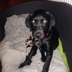 Labrador retriever Yoda