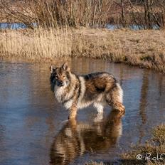 Tjekkoslovakisk ulvehund Roko