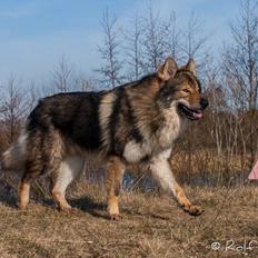Tjekkoslovakisk ulvehund Roko