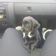 Field Trial Cockerspaniel molly