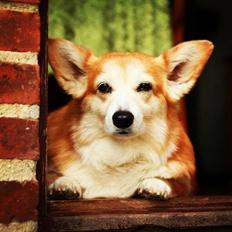 Welsh corgi pembroke Hashfan Cille (Himmelhund)