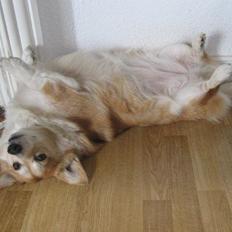 Welsh corgi pembroke Hashfan Cille (Himmelhund)