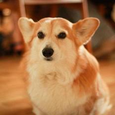 Welsh corgi pembroke Hashfan Cille (Himmelhund)