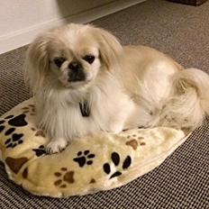 Pekingeser Luca