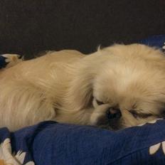 Pekingeser Luca