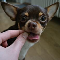 Chihuahua Mighty Draco