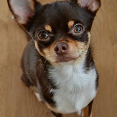 Chihuahua Mighty Draco