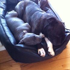 Staffordshire bull terrier Herman