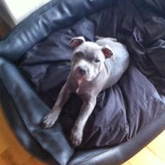 Staffordshire bull terrier Herman