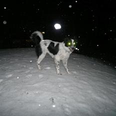 Blanding af racer Molly