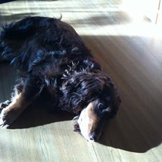 Field Trial Cockerspaniel Lise