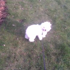 Coton de tulear Bucha