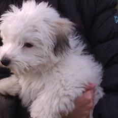 Coton de tulear Bucha