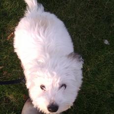 Coton de tulear Bucha