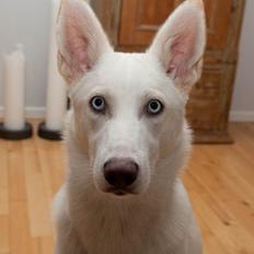 Blanding af racer Cherokee/Dutten