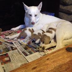 Blanding af racer Cherokee/Dutten