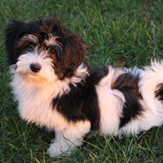 Bichon havanais Alba