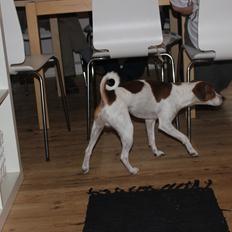 Dansk svensk gaardhund Eddie