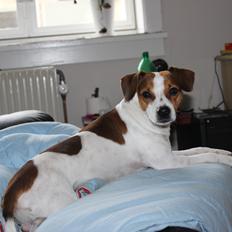 Dansk svensk gaardhund Eddie