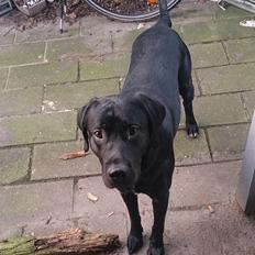 Labrador retriever Cato