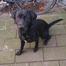 Labrador retriever Cato