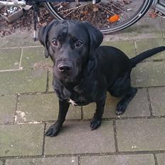 Labrador retriever Cato