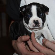 Boston terrier Uffe