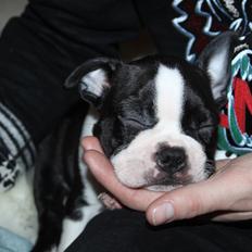 Boston terrier Uffe