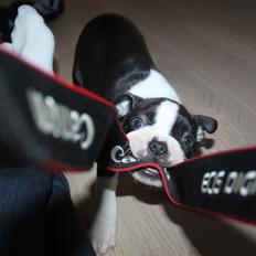 Boston terrier Uffe