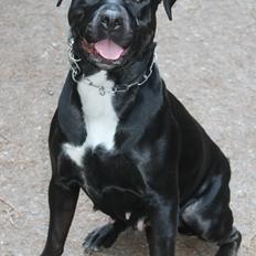 Blanding af racer Trixi (tidl hund)