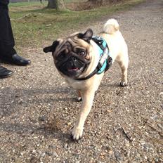 Mops Pelle