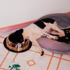 Blanding af racer Sille