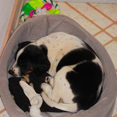 Blanding af racer Sille