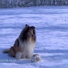 Collie langhåret Sofus R.I.P