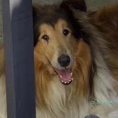 Collie langhåret Sofus R.I.P