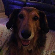 Blanding af racer Rollo