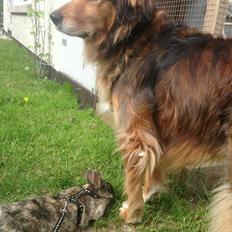 Blanding af racer Rollo