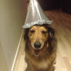 Blanding af racer Rollo