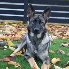 Schæferhund Team Otkjær's Dea(Kiki)