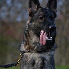 Schæferhund Team Otkjær's Dea(Kiki)